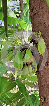 a photography of a bunch of green fruits hanging from a tree, jackfruits on a tree with green leaves and brown bark.