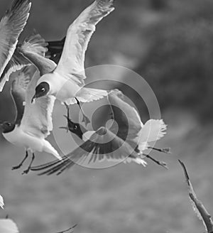 Seagulls flying on the beach