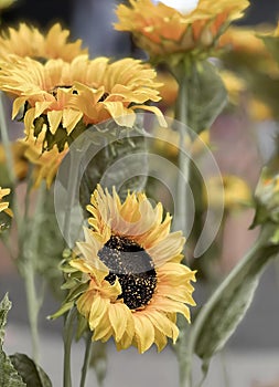 a photography of a bunch of sunflowers with a blurry background, daisy flowers in a vase with a blurry background