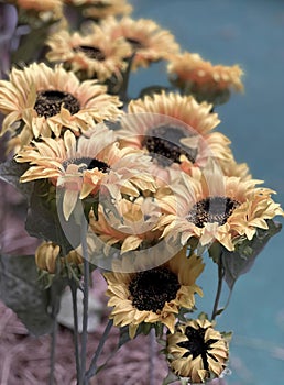 a photography of a bunch of sunflowers in a vase, daisy flowers in a vase on a table with a blue background