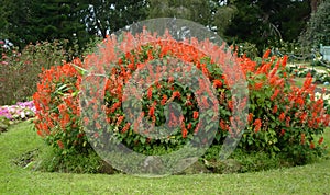 a photography of a bush of red flowers in a garden, flowerpots are growing in a garden with a lawn and trees