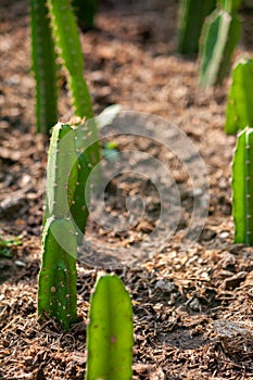 Photography of cactus plant in the garden in the sun as a cactus stem to decorate with blooming flowers for home decoration.