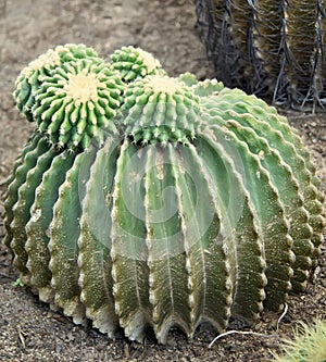 a photography of a cactus plant with a green and yellow flower, there is a cactus plant that is growing out of the ground