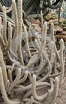 a photography of a cactus plant with a lot of spines, knoted cactus plants in a desert area with a variety of cacti