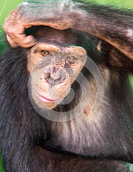 a photography of a chimpanzee sitting on a tree branch with its head on its hands