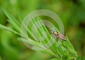 Photography of Chloromyia formosa fly