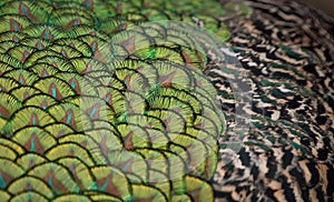 a photography of a close up of a bird's feathers, peacock feathers are green and yellow with a black background