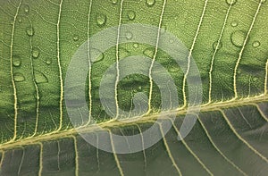 a photography of a close up of a leaf with water droplets, spider's web on a leaf with water droplets on it