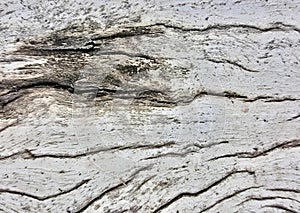 a photography of a close up of a piece of wood with a knot, labyrinth shaped wood texture with a rough, weathered look