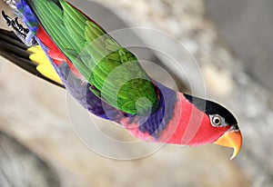 a photography of a colorful bird with a long beak, brightly colored bird with a long beak and a bright red body
