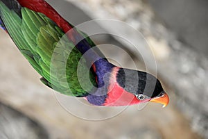 a photography of a colorful bird with a red beak and green wings, brightly colored bird perched on a branch with a blurry