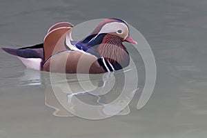 Photography of a colorful duck