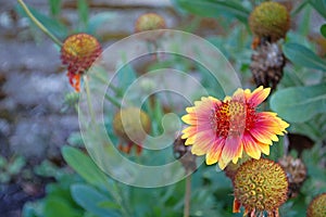 Photography of common blanketflower or common gaillardia flowers in the garden, Gaillardia aristata