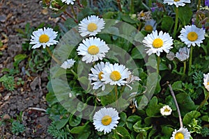 Photography of common European daisy flowers Bellis perennis