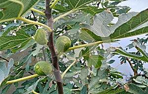 Photography of Common fig tree Ficus carica