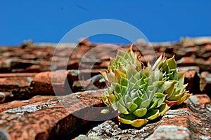 Photography of common houseleek Sempervivum tectorum