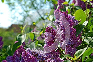 Photography of common lilac flowering tree Syringa vulgaris