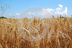 Photography of Common wheat Triticum aestivum