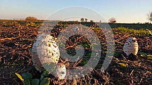 Photography of Coprinus comatus, the shaggy ink cap, lawyer`s wig, or shaggy mane