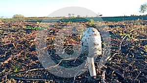 Photography of Coprinus comatus, the shaggy ink cap, lawyer`s wig, or shaggy mane