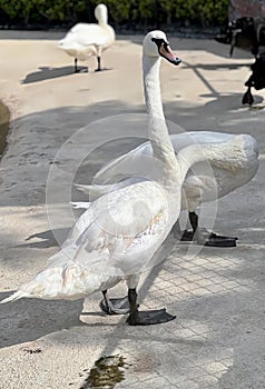 a photography of a couple of white swans standing on a cement ground