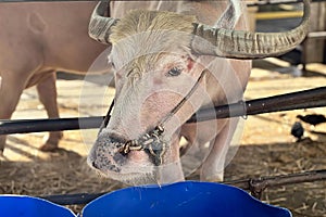 a photography of a cow with a long horn standing in a pen, there is a cow with horns standing behind a fence
