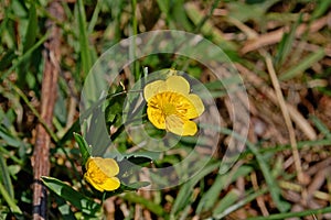 Photography of creeping buttercup flower Ranunculus repens
