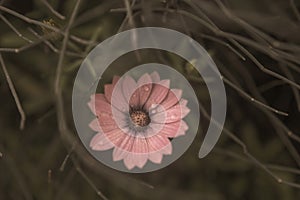 Photography of daisies  with water drops