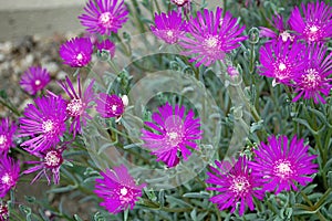 Photography of Delosperma cooperi Trailing Iceplant flowers