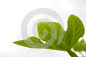 Photography of the detail of the leave of a fig tree