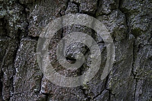 Photography of  detail and texture of a tree trunk photo