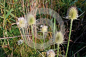 Photography of Dipsacus laciniatus or cutleaf teasel