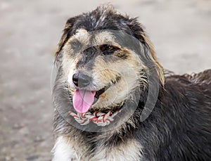 a photography of a dog with a red collar and a red and white collar