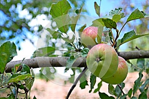 Photography of domestic apples on tree Malus domestica