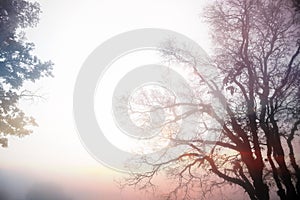 Photography effect of silhouette blurry trees in the winter fog twilight atmosphere.