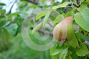 Photography of European wild pear Pyrus pyraster