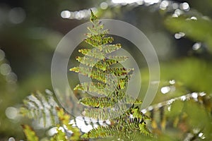 Photography of a fern in the forest