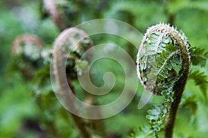 Photography of  fern leaves opening. photo