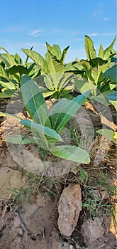 a photography of a field of tobacco plants with a rock in the foreground, capitulum leaves growing in a field of dirt and grass