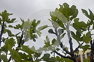 Photography of a fig tree. detail of leaves and fruit