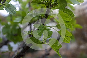 Photography of a fig tree. detail of leaves and fruit