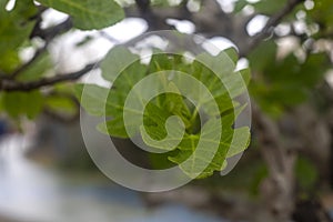 Photography of a fig tree. detail of leaves and fruit