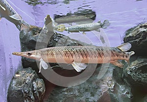 a photography of a fish in a tank with rocks and water, lepisosteus osseus, a fish with a striped body, swimming in a tank