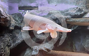 a photography of a fish in a tank with rocks and water, lepisosteus osseus, a large white fish with a long tail