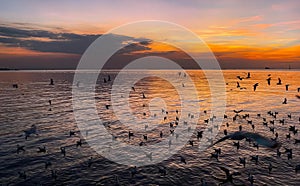 a photography of a flock of birds flying over a body of water, sea - coast scene with a flock of seagulls flying over the water