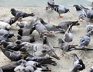 a photography of a flock of pigeons standing on the ground, flock of pigeons on the ground eating food from a bowl