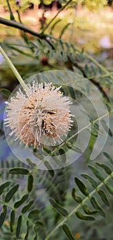 a photography of a flower with a long stem and a flower head, globe artichoken of a flower with a green stem and leaves