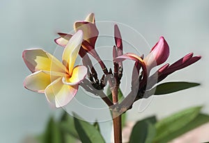 a photography of a flower with a yellow center and pink petals, hummingbird perched on a flower with a blurry background