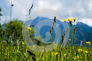 Photography of flowers with mountain in background