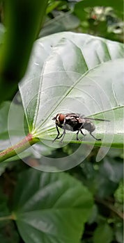 a photography of a fly on a leaf with a blurry background, fly on a leaf with a brown body and black wings